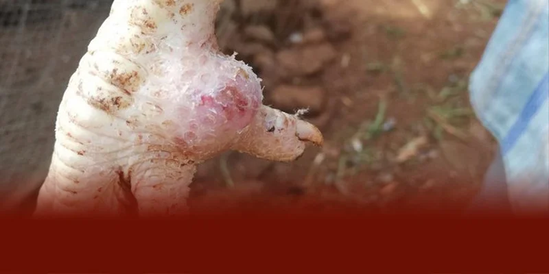 Gà chọi bị chai chân thường do chuồng trại ẩm cứng kém vệ sinh và do luyện tập thi đấu quá mức