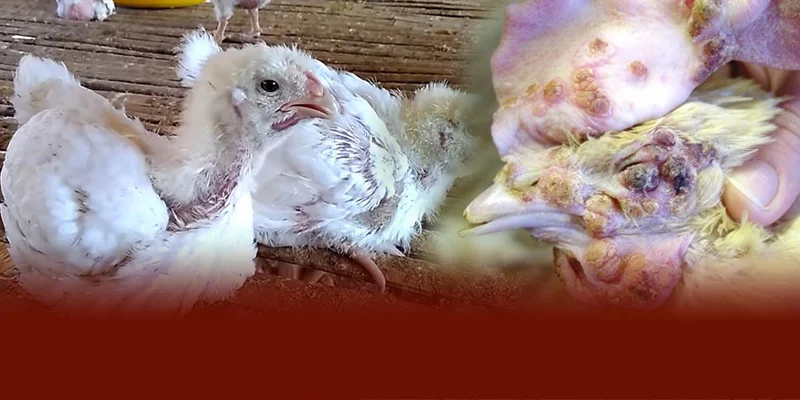 Theo DAGA88 bệnh đậu gà do virus Avipoxvirus gây ra và lây lan qua ký sinh trùng cùng môi trường chuồng trại bẩn