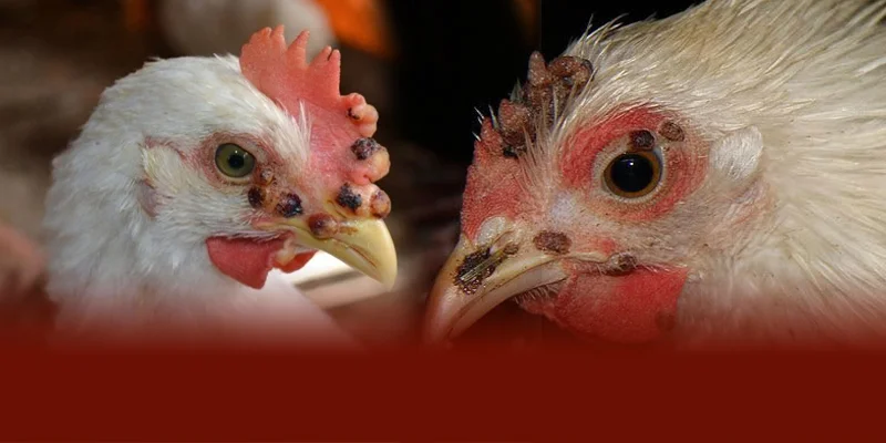 DAGA88 cho biết bệnh đậu gà gây nốt sần ngoài da làm gà bỏ ăn gầy yếu giảm sức bền và phong độ thi đấu