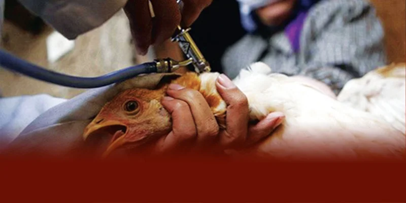 Người nuôi có thể chữa bệnh đậu gà bằng thuốc thú y xanh methylen kết hợp kháng sinh hoặc áp dụng mẹo dân gian