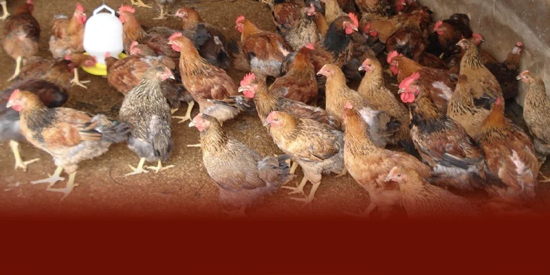 Nguyên nhân bệnh tụ trùng huyết ở gà chủ yếu đến từ chuồng trại bẩn ẩm thấp và ký sinh trùng