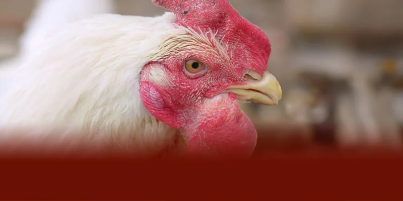 Bệnh tụ trùng huyết ở gà gây sốt cao khó thở tím tái bỏ ăn sụt cân nhanh và giảm sức bền thi đấu theo kinh nghiệm từ DAGA88