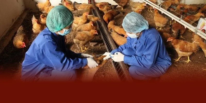 Phòng ngừa bệnh tụ trùng huyết ở gà hiệu quả bằng cách vệ sinh chuồng sạch sẽ tiêm vacxin đúng lịch