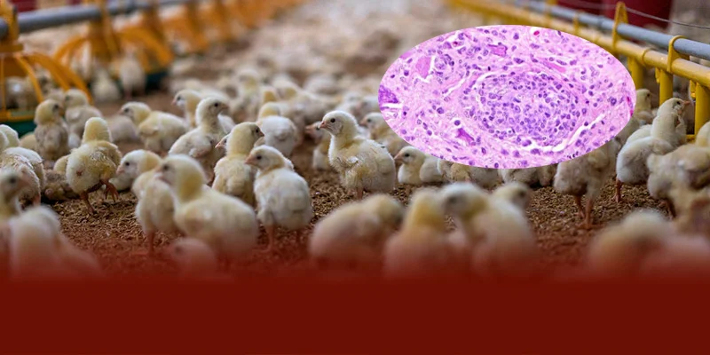 Bệnh APV trên gà là bệnh hô hấp do virus Avian Pneumovirus gây ra, lây lan nhanh qua không khí và môi trường bẩn