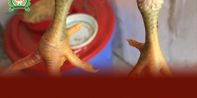 Cách chữa gà chọi bị chai chân hiệu quả là ngâm nước muối ấm để làm mềm vết chai