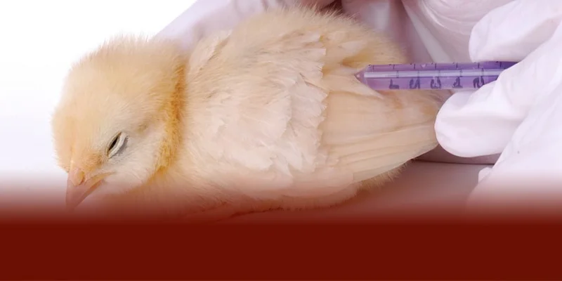 Theo DAGA88 phòng và trị bệnh APV trên gà hiệu quả là giữ chuồng sạch thoáng tiêm vacxin bổ sung dinh dưỡng