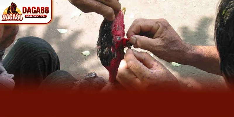 Theo kinh nghiệm từ DAGA88 chăm sóc gà chọi sau khi cắt tai tích cần vệ sinh vết thương hàng ngày