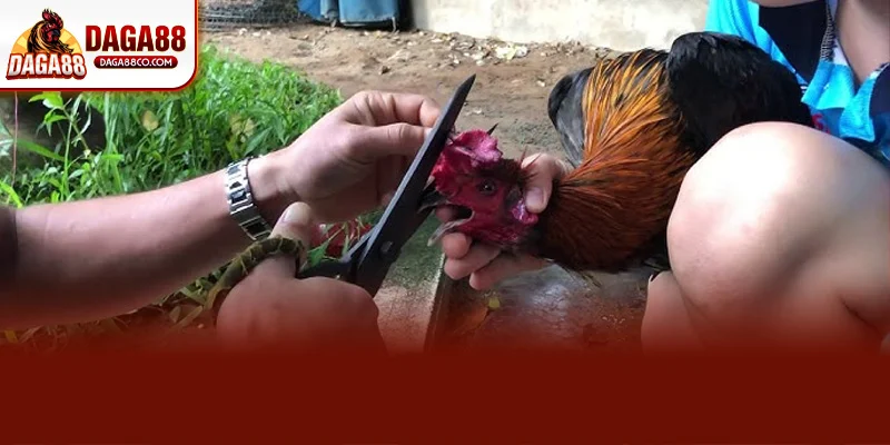 Theo các sư kê DAGA88 khi gà đã được cắt tai tích cần tránh để chiến kê va chạm cách ly ít nhất 5 ngày