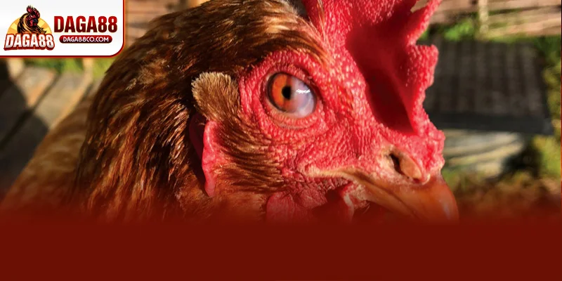 Theo DAGA88 sán mắt ở gà chọi là bệnh ký sinh trùng gây đỏ mắt chảy nước mắt xuất hiện đốm trắng