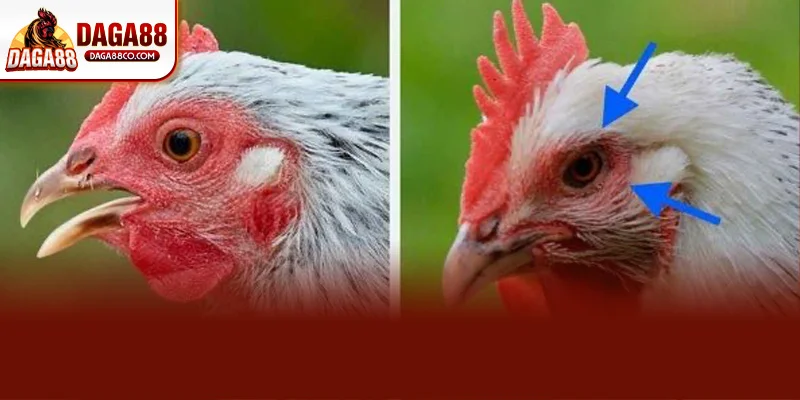 DAGA88 hướng dẫn chữa sán mắt cho gà bằng mẹo dân gian kết hợp vệ sinh chuồng trại và bổ sung vitamin