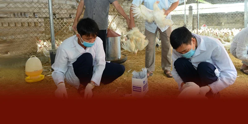 DAGA88 khuyên khi đàn gà mắc bệnh APV trên gà cần cách ly báo thú y hạn chế di chuyển và tiêu hủy gà bệnh nặng