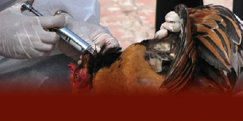 Phòng ngừa gà chọi bị chai chân hiệu quả nhất là giữ chuồng trại khô ráo sạch sẽ kết hợp dinh dưỡng đầy đủ