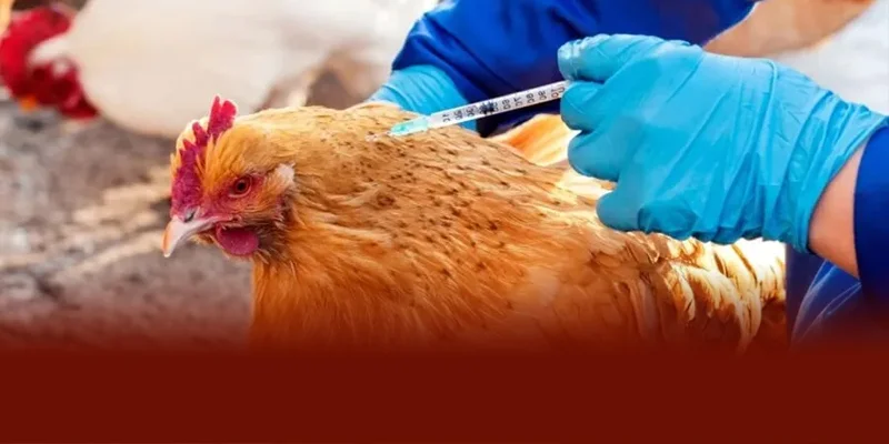 Lịch tiêm các loại vacxin cho gà chuẩn nhất gồm giai đoạn gà con 1–21 ngày tiêm Newcastle và Gumboro