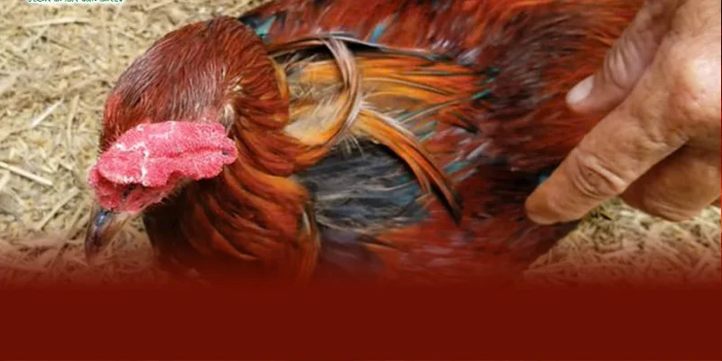 Gà chọi bị xù lông thường do chuồng nuôi bẩn, ẩm thấp hoặc thiếu dinh dưỡng khiến sức đề kháng suy giảm