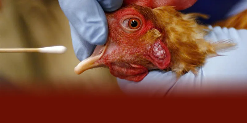 Cách chữa gà chọi bị xù lông hiệu quả là kết hợp chăm sóc chuồng trại bổ sung vitamin khoáng chất