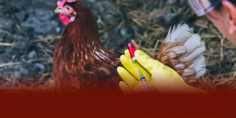 Cho gà tập luyện nghỉ ngơi hợp lý tiêm vacxin tẩy ký sinh định kỳ và áp dụng kinh nghiệm từ DAGA88