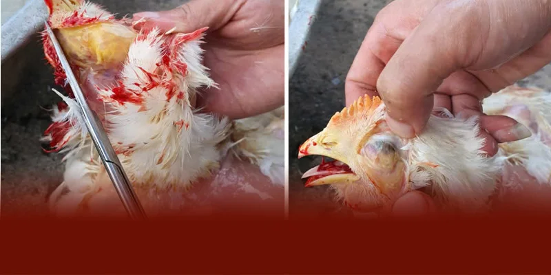 Bệnh APV Trên Gà | Nguyên Nhân Và Cách Chữa Từ DAGA88