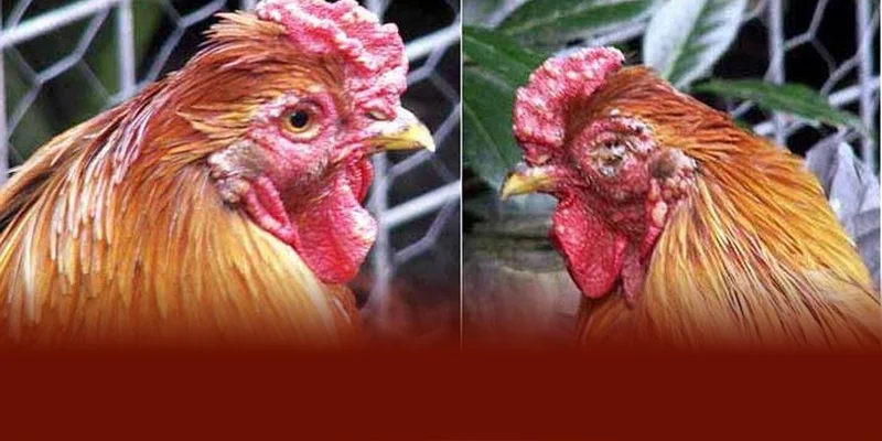 Bệnh Đậu Gà | Nguyên Nhân, Dấu Hiệu Và Cách Chữa Tại DAGA88