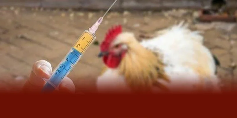 Các Loại Vacxin Cho Gà 🐓 | Lịch Tiêm Phòng Chuẩn Nhất 2025