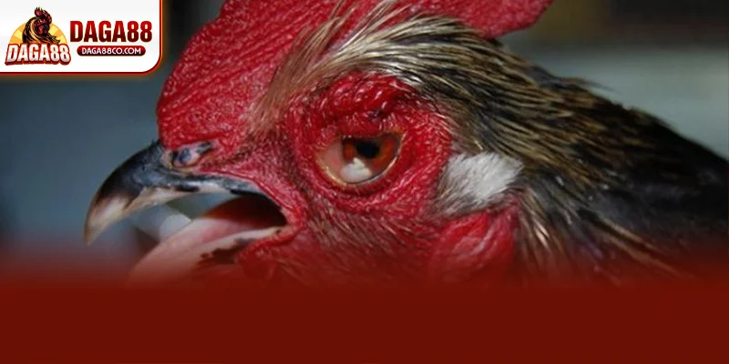 Chữa Sán Mắt Ở Gà Chọi | Bí Quyết Hiệu Quả Cùng DAGA88