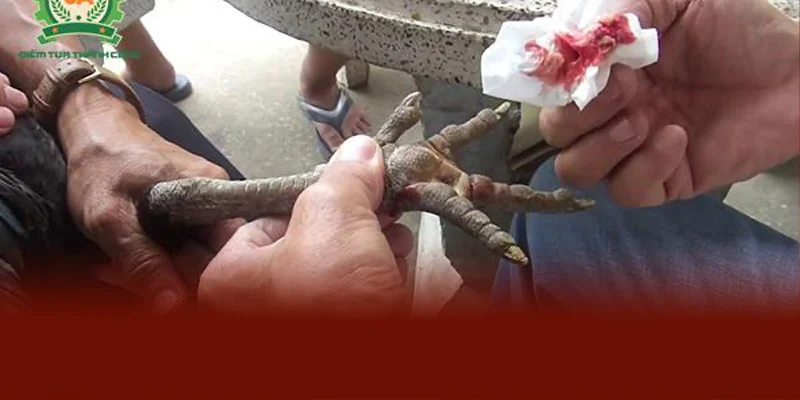 Gà Chọi Bị Chai Chân | Hướng Dẫn Xử Lý Hiệu Quả Cùng DAGA88