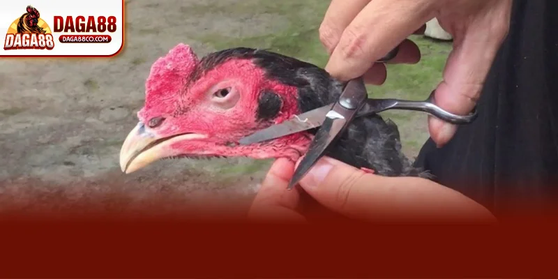 Kỹ Thuật Cắt Tai Tích Cho Gà Đá – Bí Quyết Từ Sư Kê DAGA88