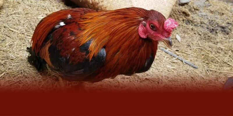 Bệnh Marek do virus Herpes gây ra lây lan nhanh làm gà con chết gà chọi giảm phong độ theo DAGA88