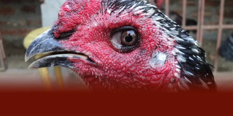 Bệnh Marek gây tê liệt chân cánh cổ thay đổi mắt dẫn đến mù gà chậm lớn suy yếu xuất hiện khối u