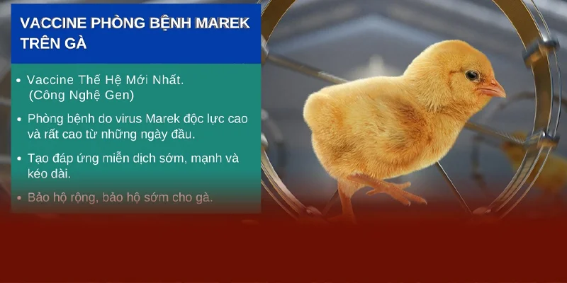 Bí Quyết Phòng Và Chữa Bệnh Marek Cho Gà Chọi | DAGA88