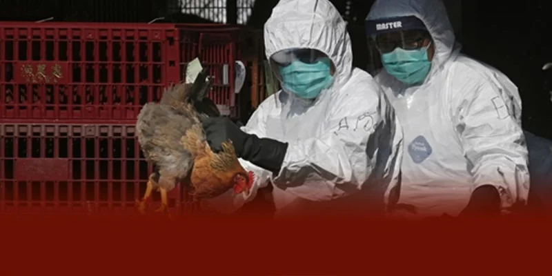 DAGA88 khuyên khi đàn gà mắc Bệnh Marek cần cách ly vệ sinh chuồng khử trùng hạn chế di chuyển báo thú y