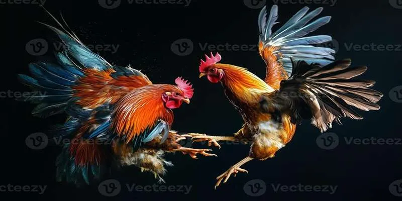 Chạy lồng là bài tập quan trọng trong quá trình tập lực cho gà chọi tại Daga88