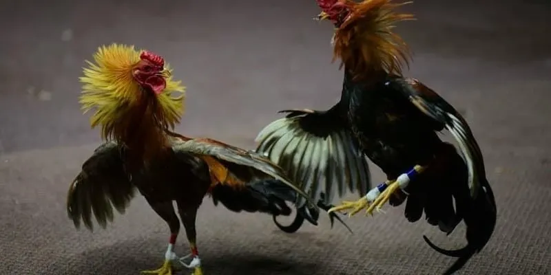 Kỹ thuật lên cựa gà chuẩn xác gồm chọn cựa phù hợp gắn đúng vị trí cố định chắc chắn