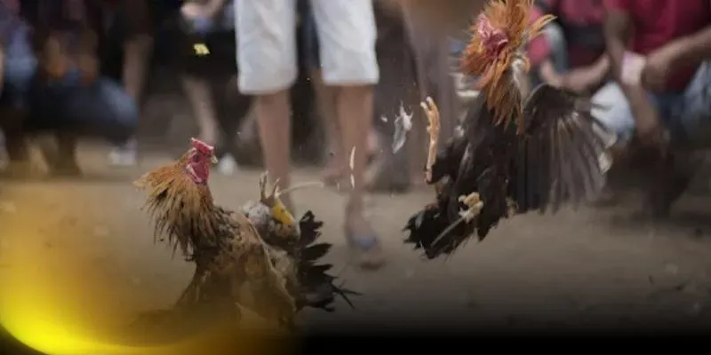 Các bài tập lực cho gà chọi gồm quần sương chạy lồng vần đòn nhẹ và tập bơi giúp tăng sức bền