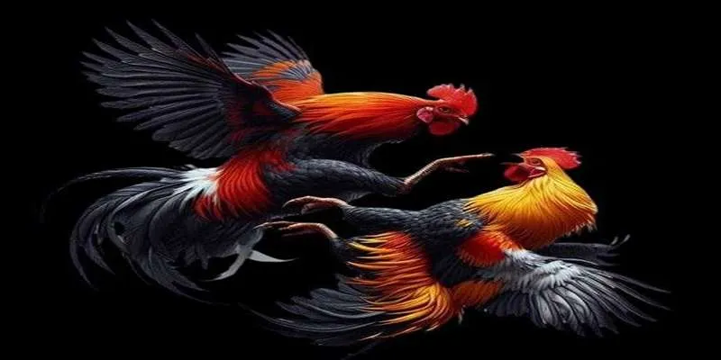 Tập lực cho gà chọi là yếu tố sống còn giúp chiến kê tăng sức bền, phát triển cơ bắp