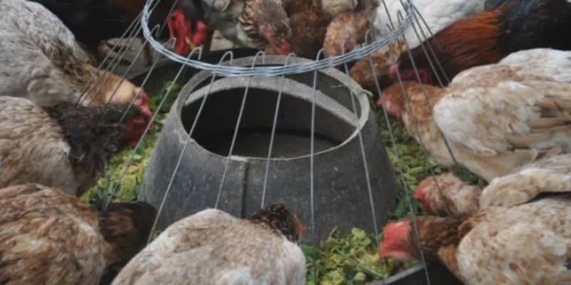 Theo quy chuẩn chuồng gà chọi chuồng nên rộng khoảng 0.8–1.2m² cao 1.5m làm bằng gỗ hoặc sắt