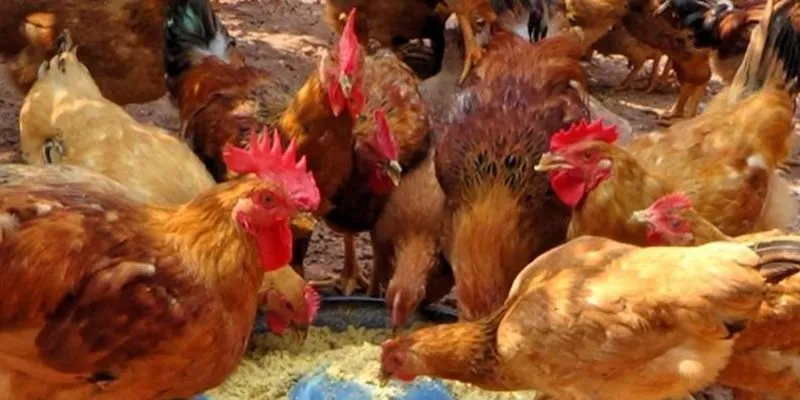 Quy chuẩn chuồng gà chọi là nền tảng giúp chiến kê khỏe mạnh