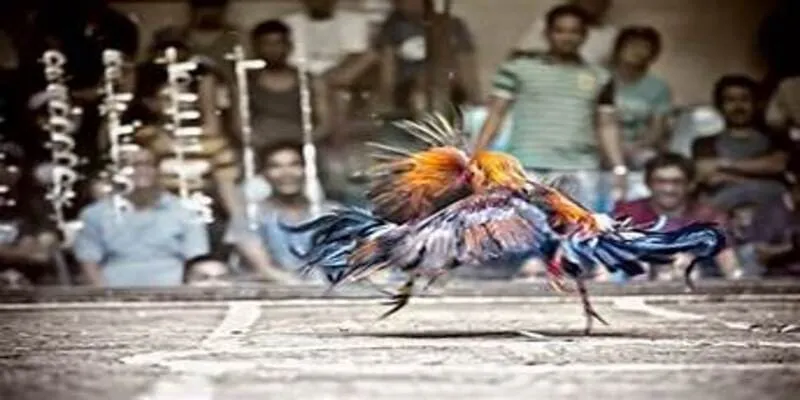 Đá gà trực tiếp Thomo tại Daga88 là hình thức cá cược hợp pháp từ trường gà Campuchia với livestream HD