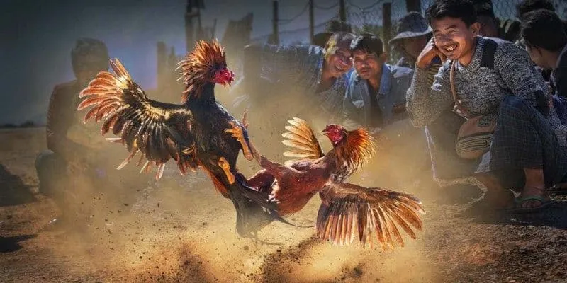 Đá gà trực tiếp Thomo tại Daga88 mang đến livestream HD mượt mà không giật lag