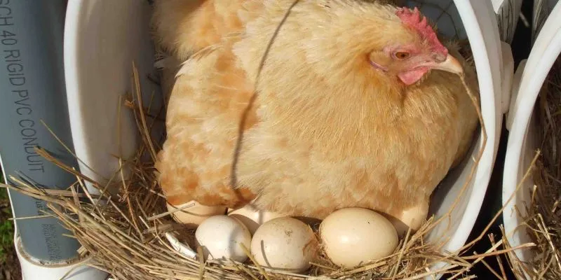 Theo quy chuẩn chuồng gà chọi có các loại phổ biến như chuồng dãy tiết kiệm diện tích cho trại lớn