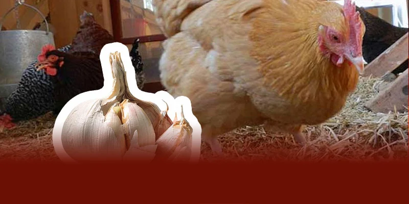 Mẹo Phòng Bệnh Cho Gà Chọi Bằng Tỏi Giúp Chiến Kê Khỏe Mạnh