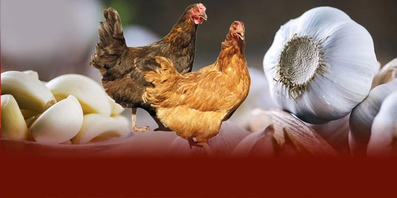Phòng bệnh cho gà chọi bằng tỏi là giải pháp tự nhiên an toàn tiết kiệm giúp chiến kê khỏe mạnh bền sức