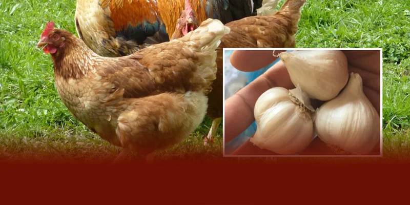 Phòng bệnh cho gà chọi bằng tỏi vừa an toàn tiết kiệm nhờ đặc tính kháng khuẩn tự nhiên và giàu dưỡng chất