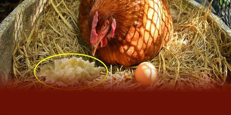 Theo DAGA88 phòng bệnh cho gà chọi bằng tỏi hiệu quả bằng cách trộn tỏi băm vào thức ăn hoặc pha loãng nước ép tỏi