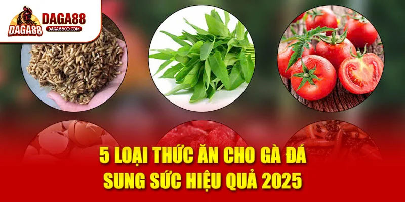 5 Loại Thức Ăn Cho Gà Đá Sung Sức Hiệu Quả 2025