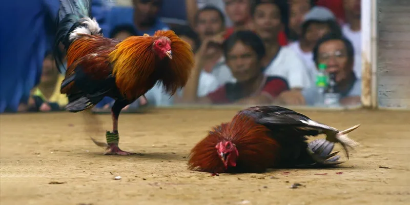 Sảnh đá gà Thomo có giao diện thân thiện thao tác đơn giản và cung cấp nhiều sảnh đấu hấp dẫn