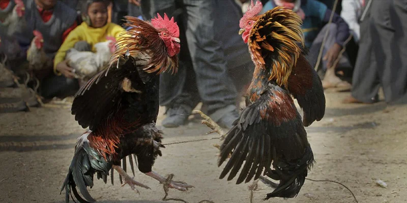 Sảnh đá gà Thomo là trung tâm cá cược hợp pháp nổi tiếng tại biên giới Việt Nam – Campuchia