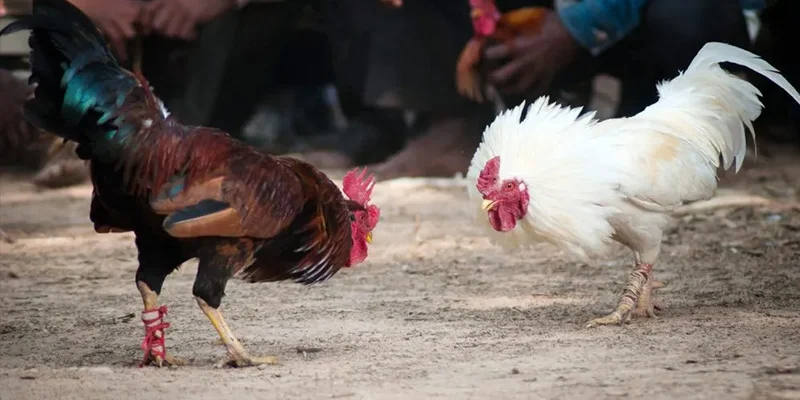 Sảnh Đá Gà Thomo DAGA88 – Trực Tiếp Campuchia Hôm Nay