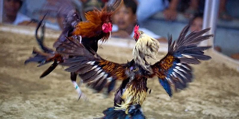 Các trận đá gà Campuchia tại DAGA88 được tổ chức hợp pháp với giám sát công khai