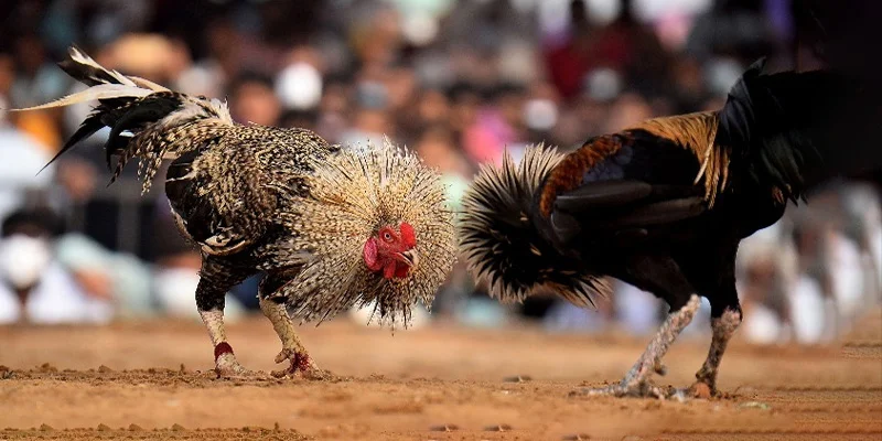 DAGA88 mang đến trải nghiệm đá gà Campuchia đa dạng với các hình thức cựa sắt