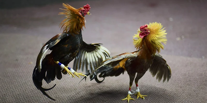 Trước khi cược đá gà Campuchia người chơi nên tìm hiểu giống chiến kê phân tích ngoại hình và dùng thiết bị ổn định